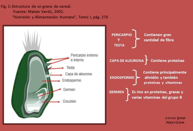 estructura grano de cereal